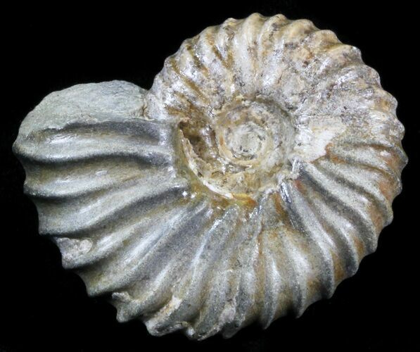 Acanthohoplites Ammonite Fossil - Caucasus, Russia #30085